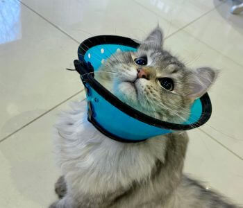 a cat in surgery cone