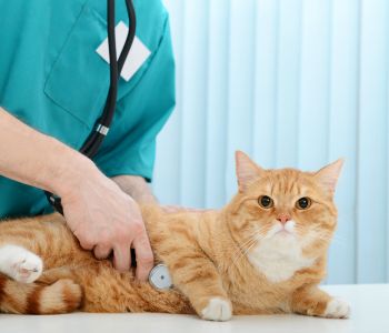 a vet checkup a cat 