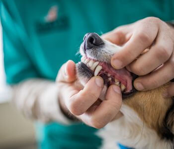 a vet checkup dog teeth