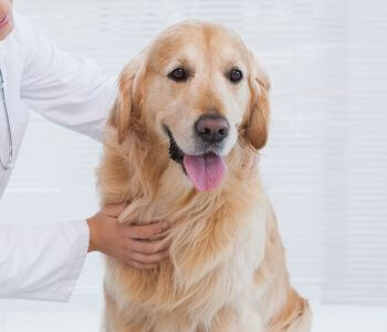 a vet hold a dog