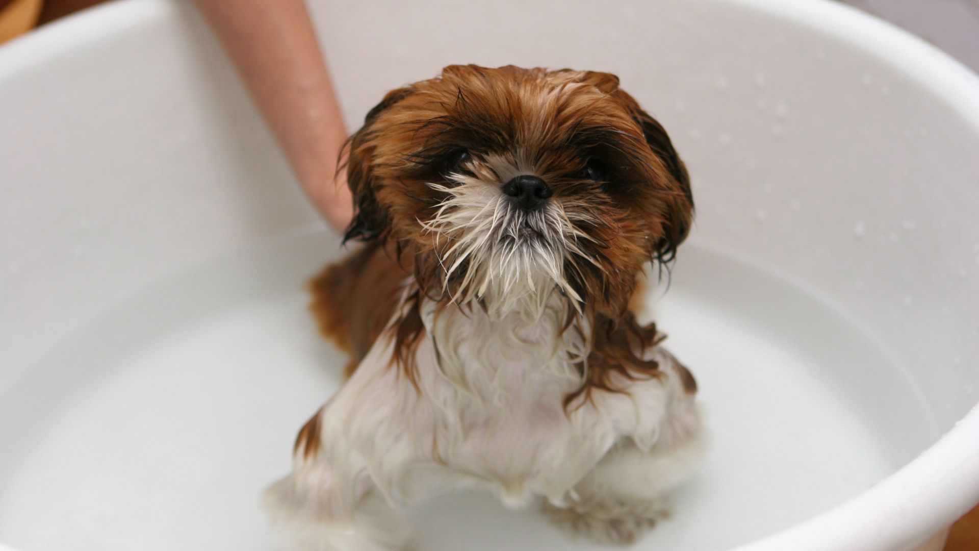 A dog enjoys a bath in a bathtub