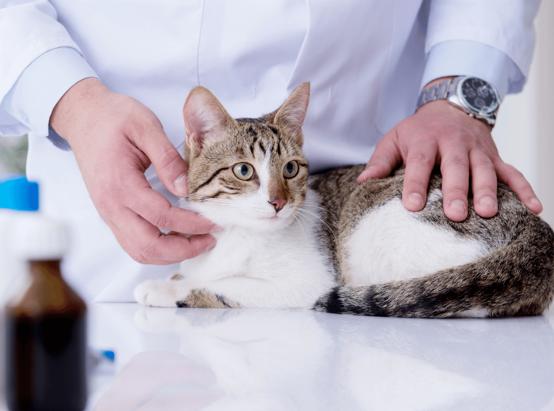 A cat is being examined by a veterinarian