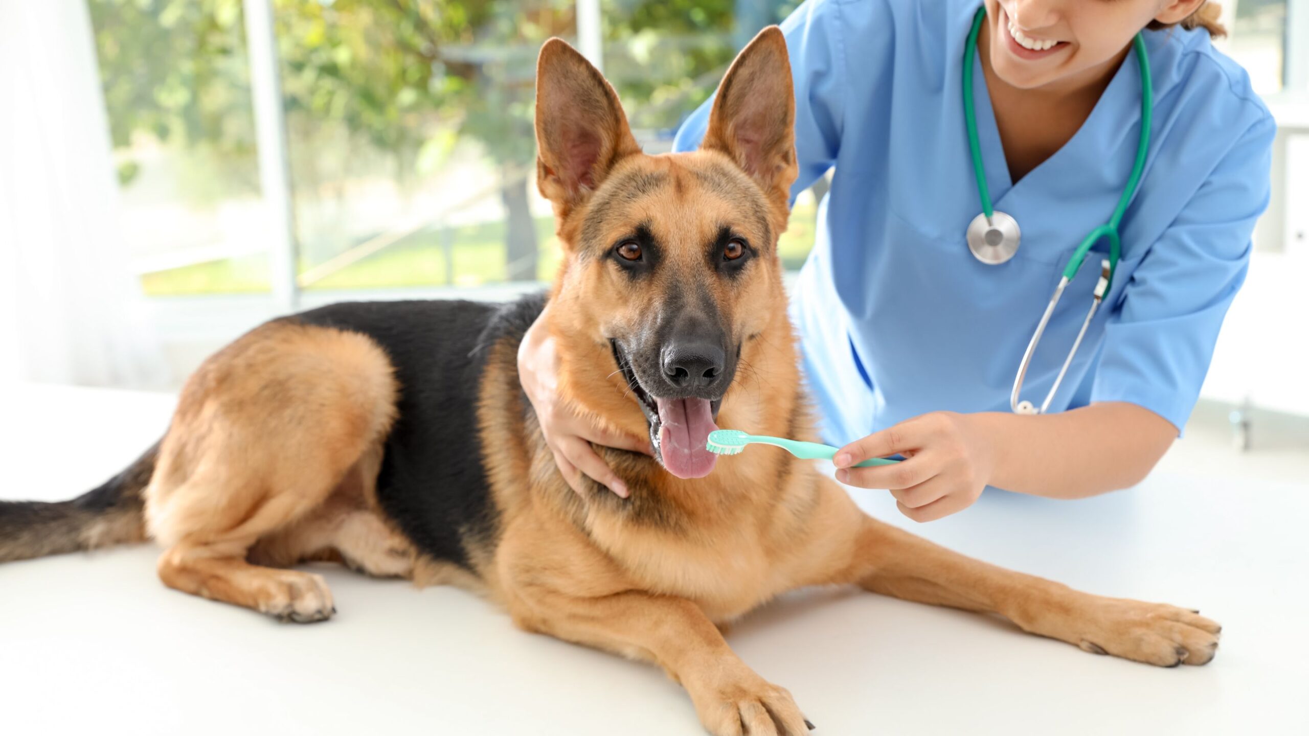 A vet is brushing the teeth of the dog