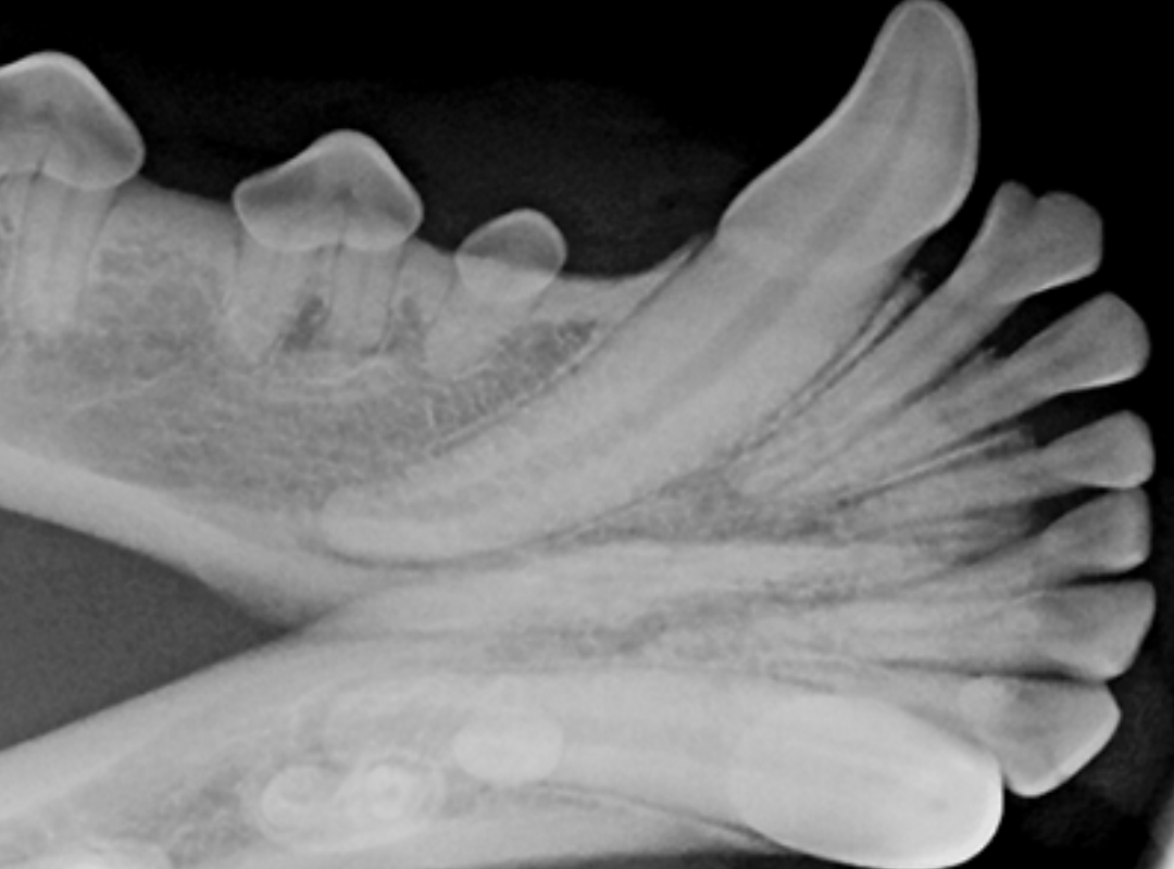 Dogs Teeth X-Rays