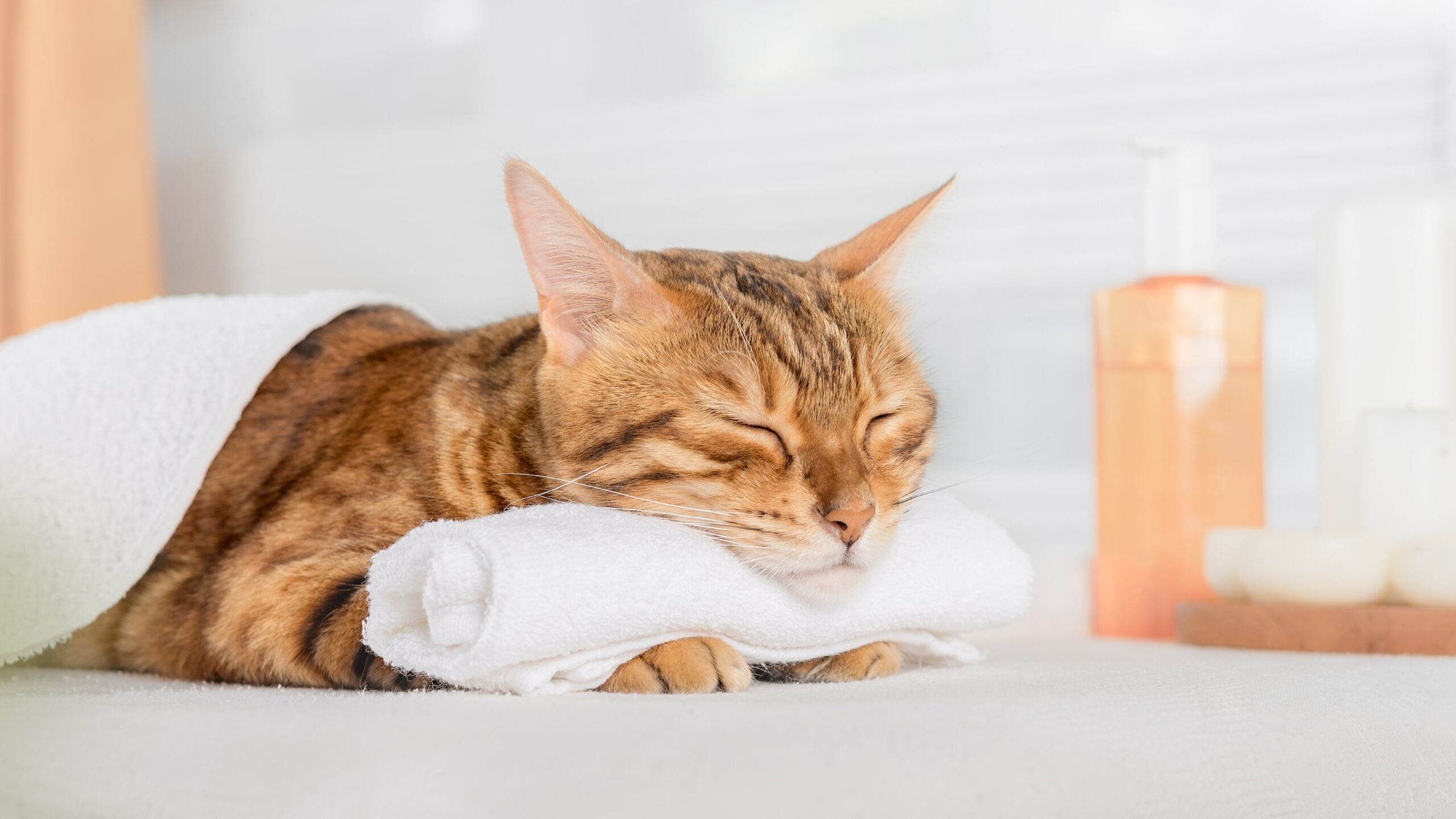 A cat dozing on a plush towel