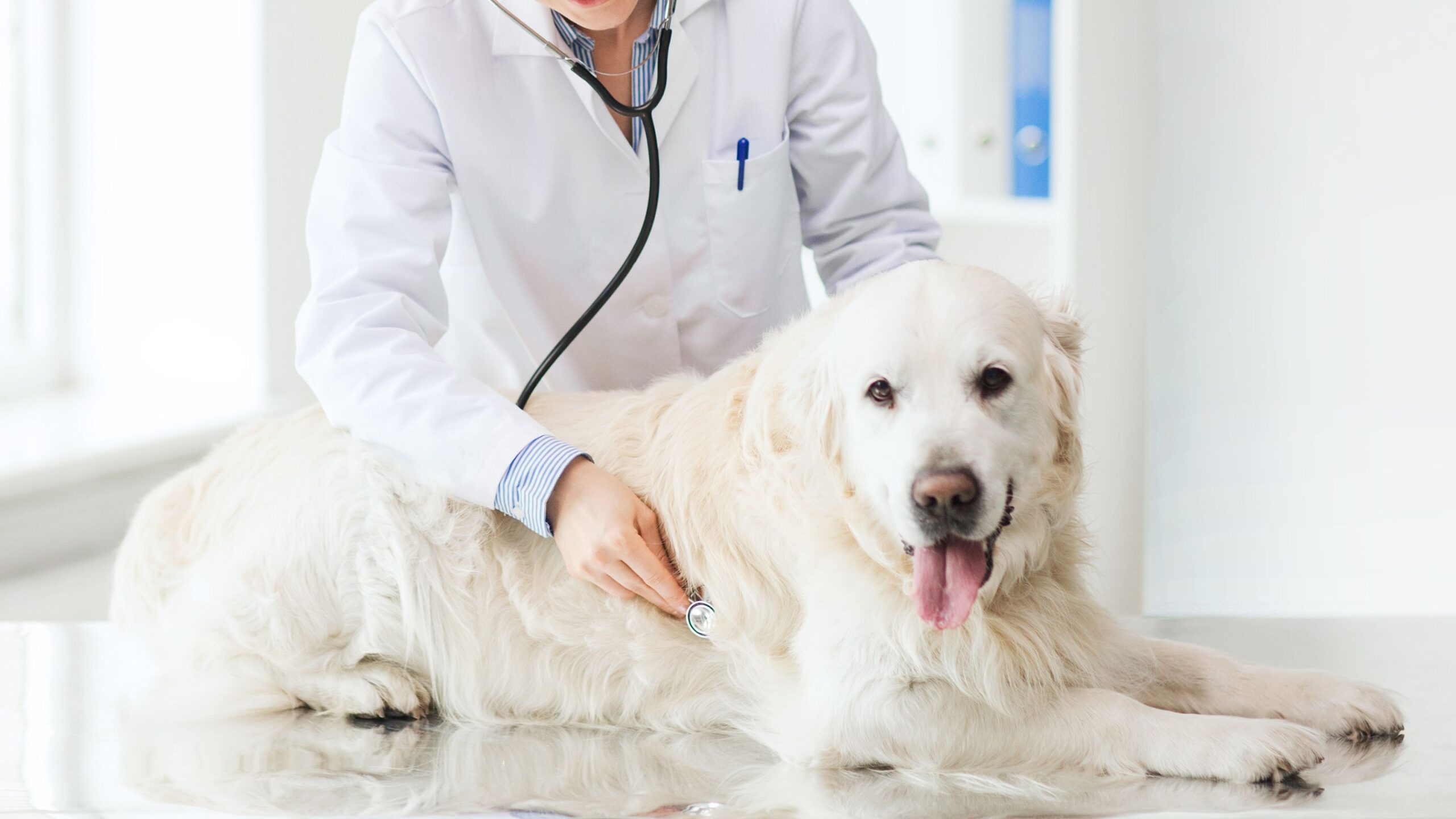 A vet in a coat carefully examines a dog