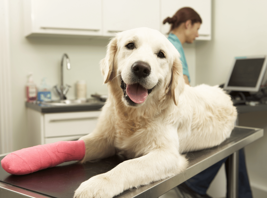 A dog's leg is banded & it is resting on table