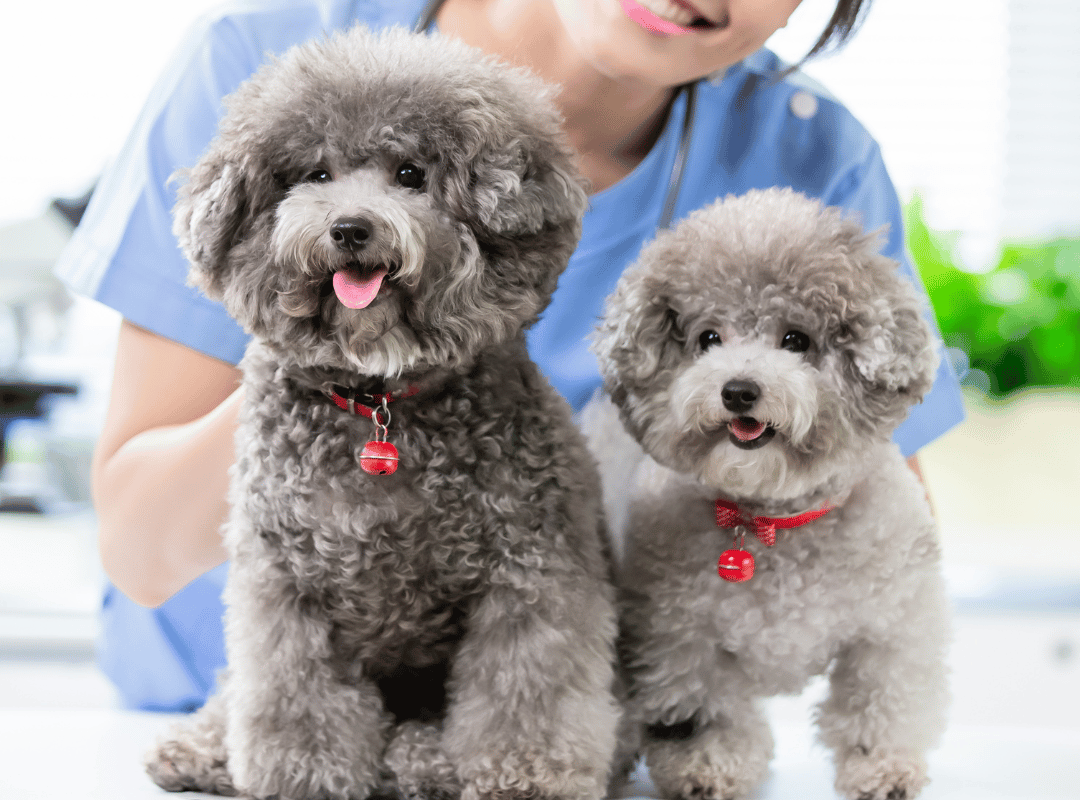 A vet a blue shirt holds two poodle dog