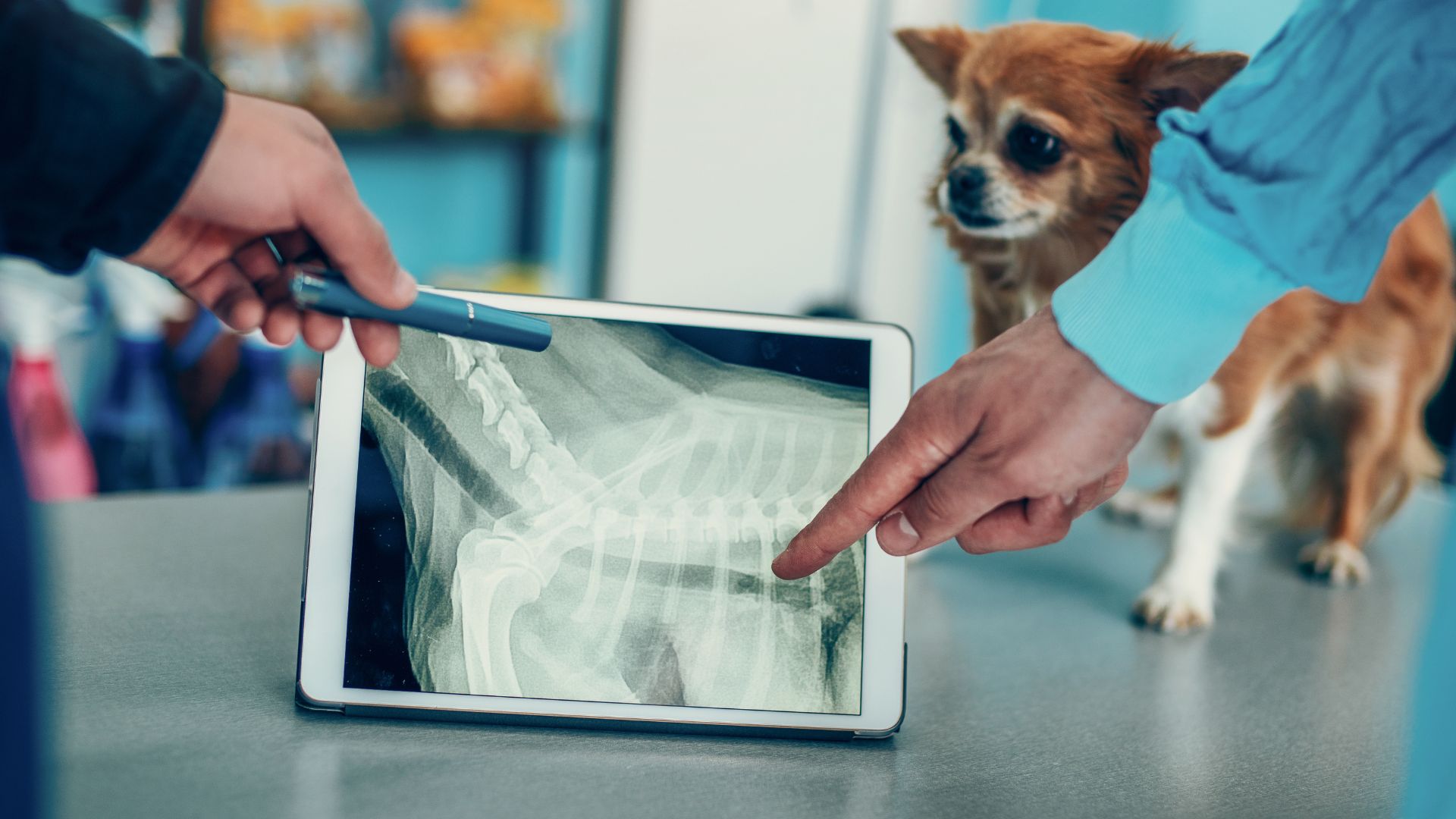 dog and a digital x-ray