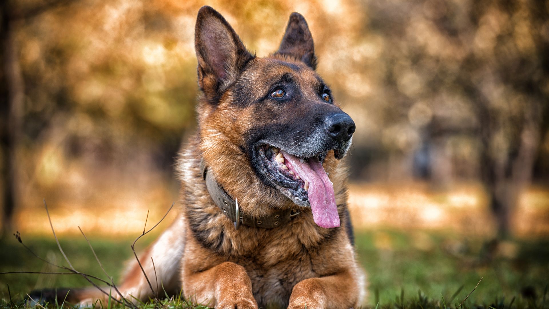 A dog sitting on a green lawn