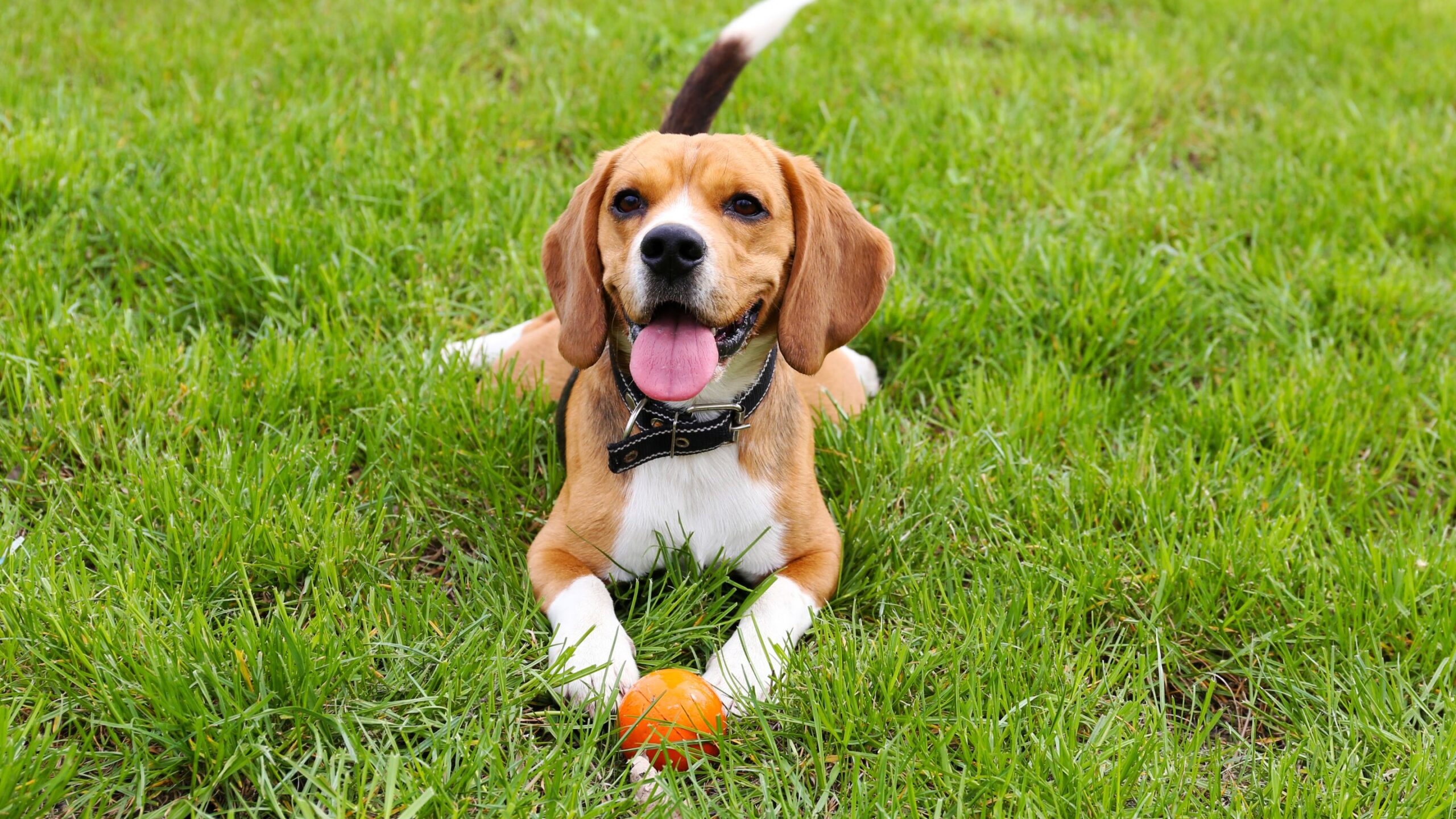 A beagle dog is seated on the grass