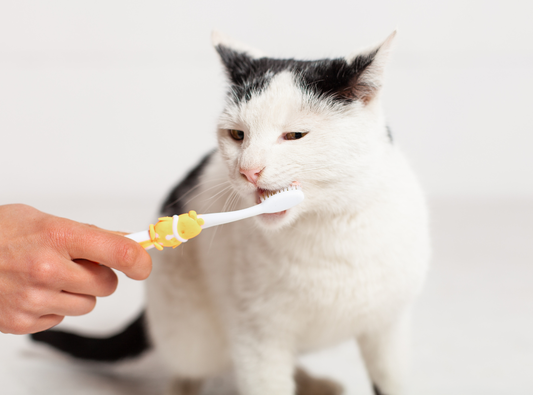 A person is brushing a cat's teeth