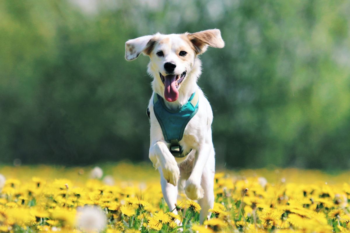 A dog is running in the ground