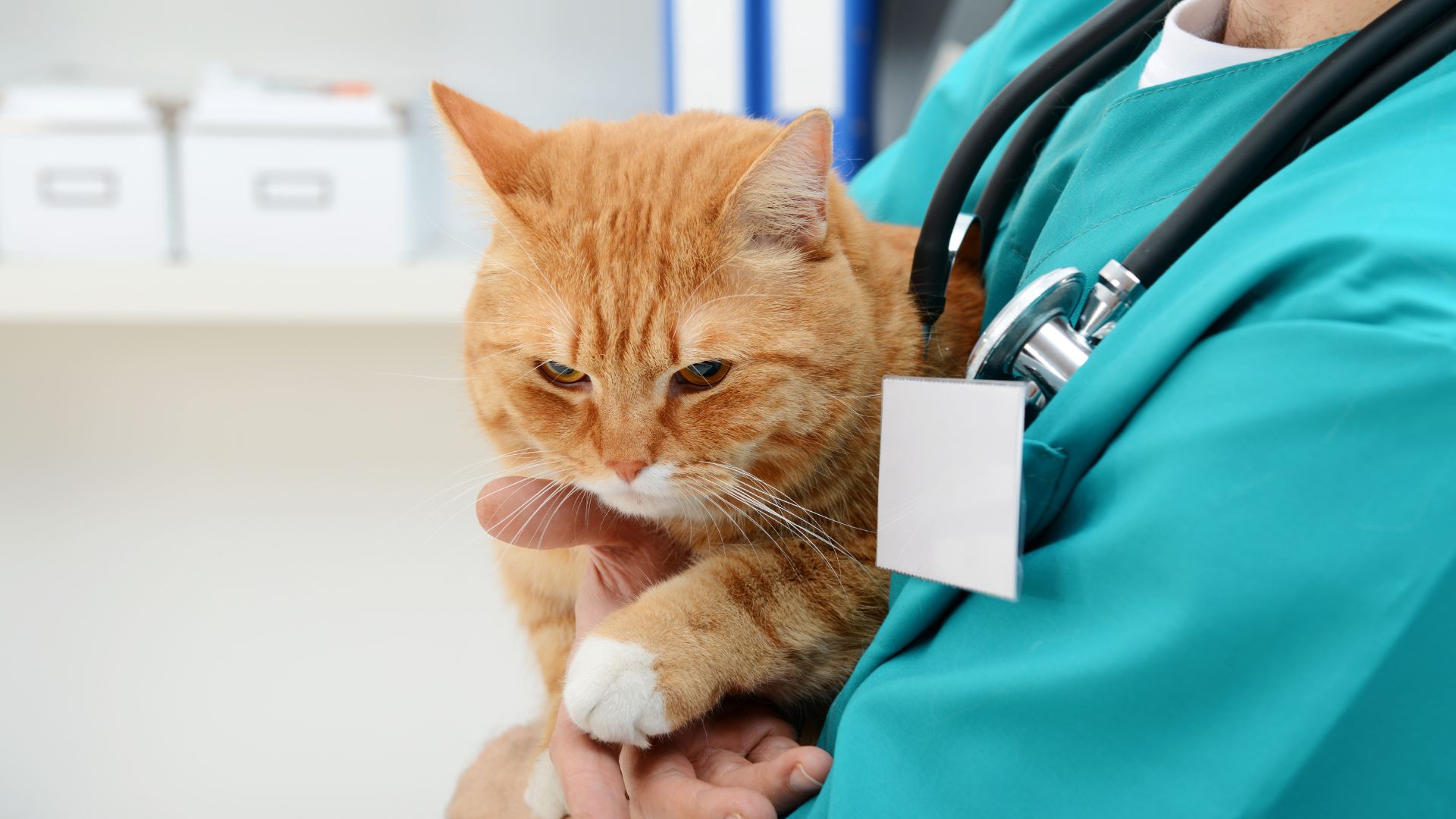 A person supports a cat in their arms